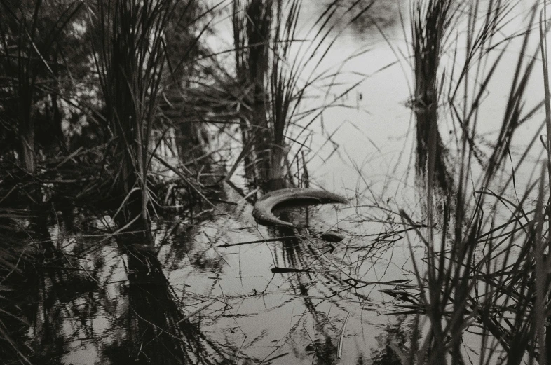 a swamp filled with water next to some trees