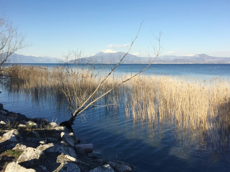 a view of a body of water that has rocks and grass