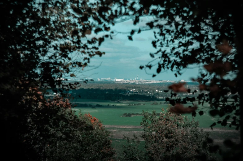 an image looking through trees towards some green field