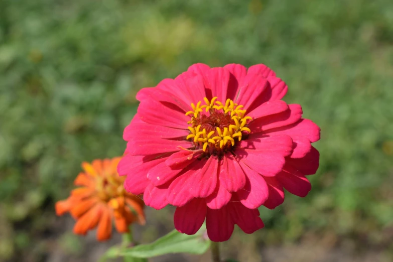 close up of two different colored flowers