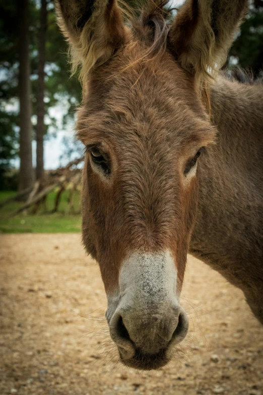 the head and side of an animal, with short hair