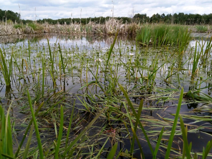 a body of water with vegetation and a few birds in the distance