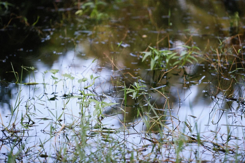 reflection of a bird on the water with grass in the foreground