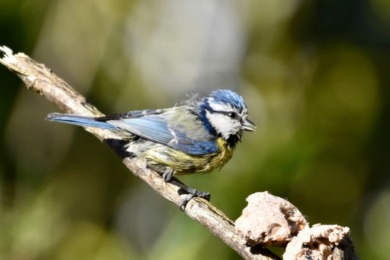 a small blue bird sitting on a nch