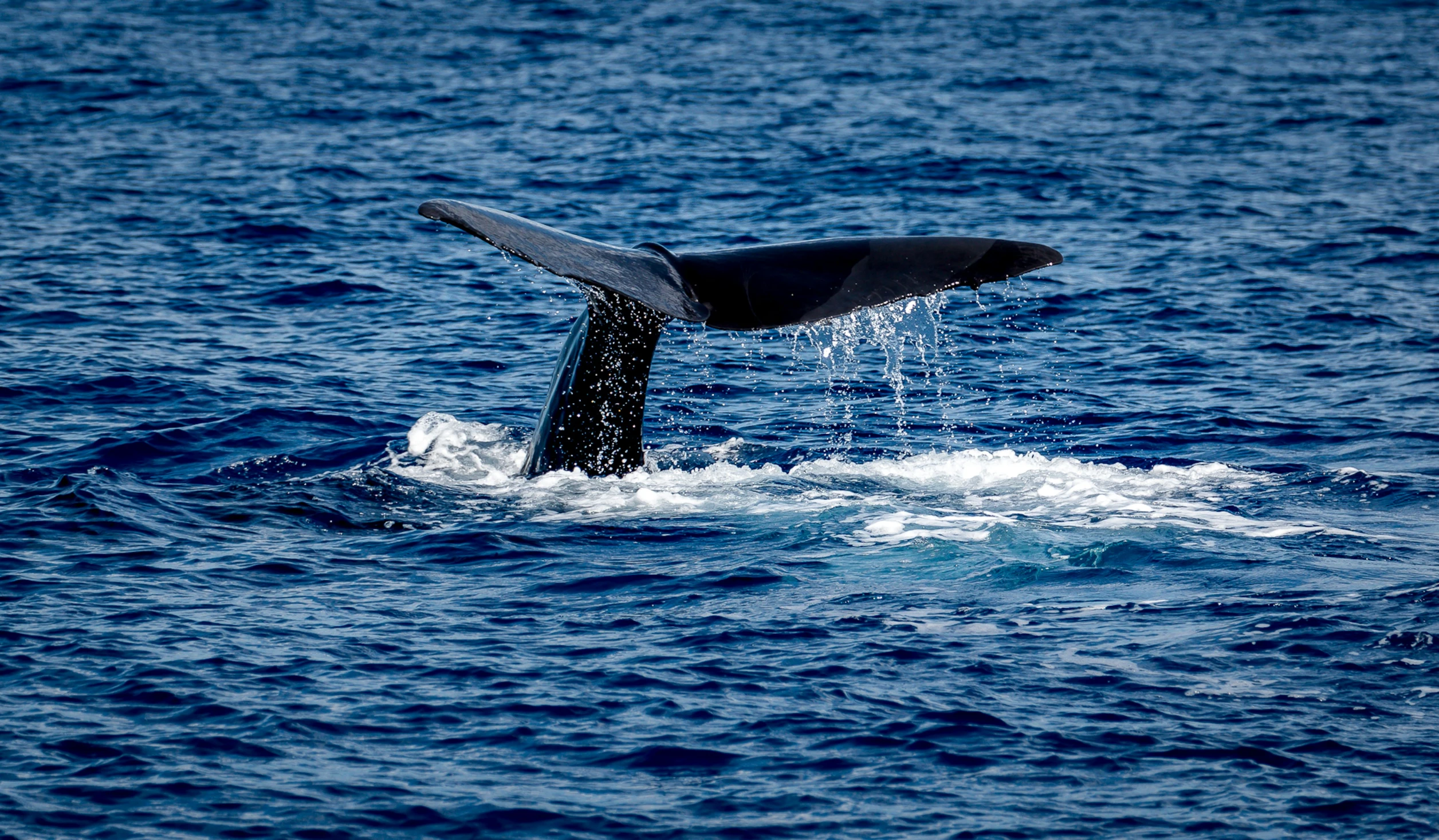 a tail fin sticking out of the ocean water