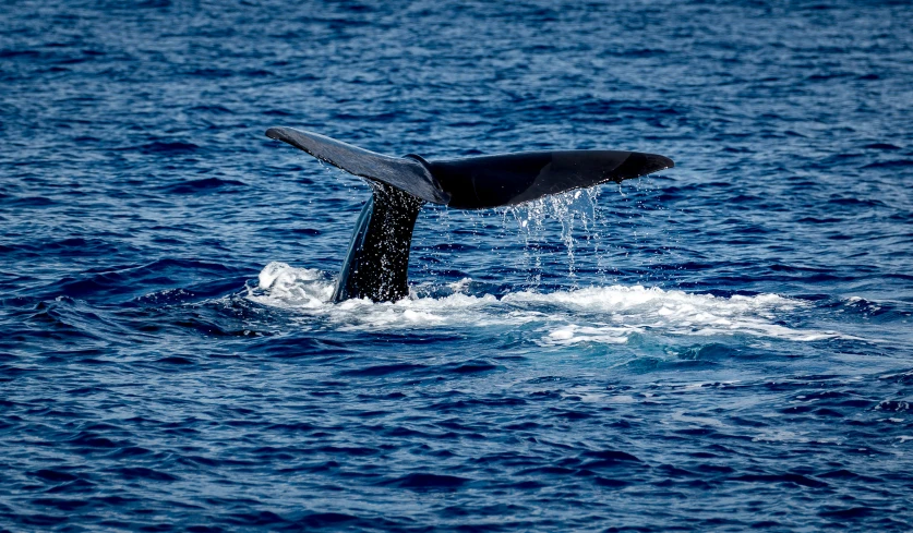 a tail fin sticking out of the ocean water