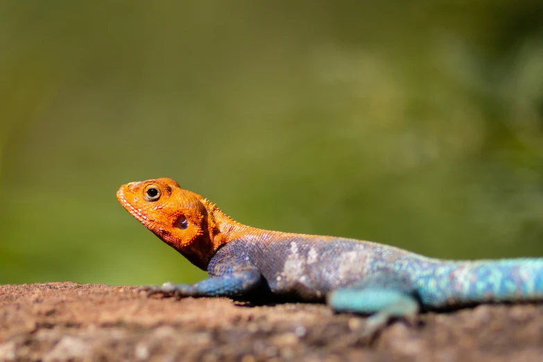 a lizard with a blue tail on some rocks