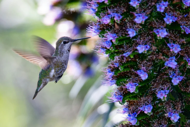 a hummingbird hovers next to purple and blue flowers
