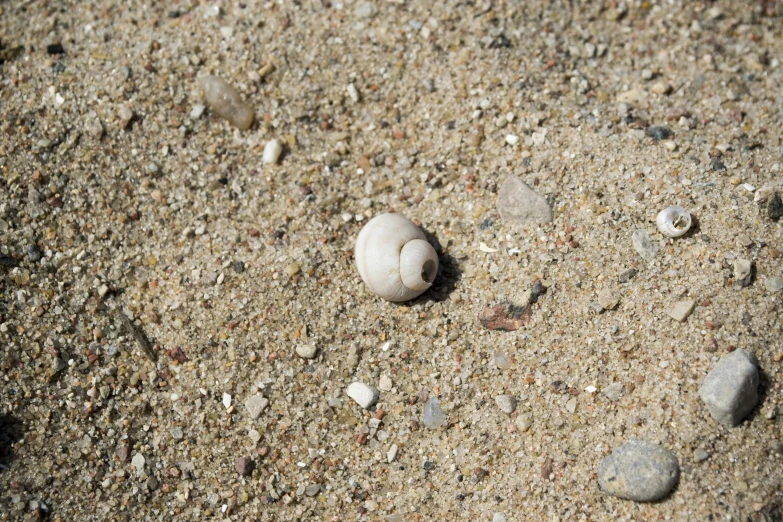 two shells sit on a sandy beach