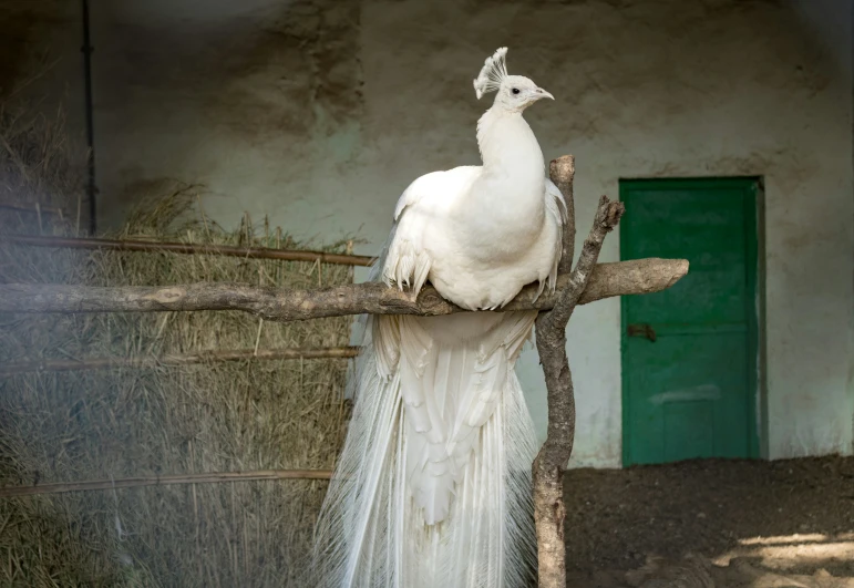 a white peacock sitting on top of a tree nch