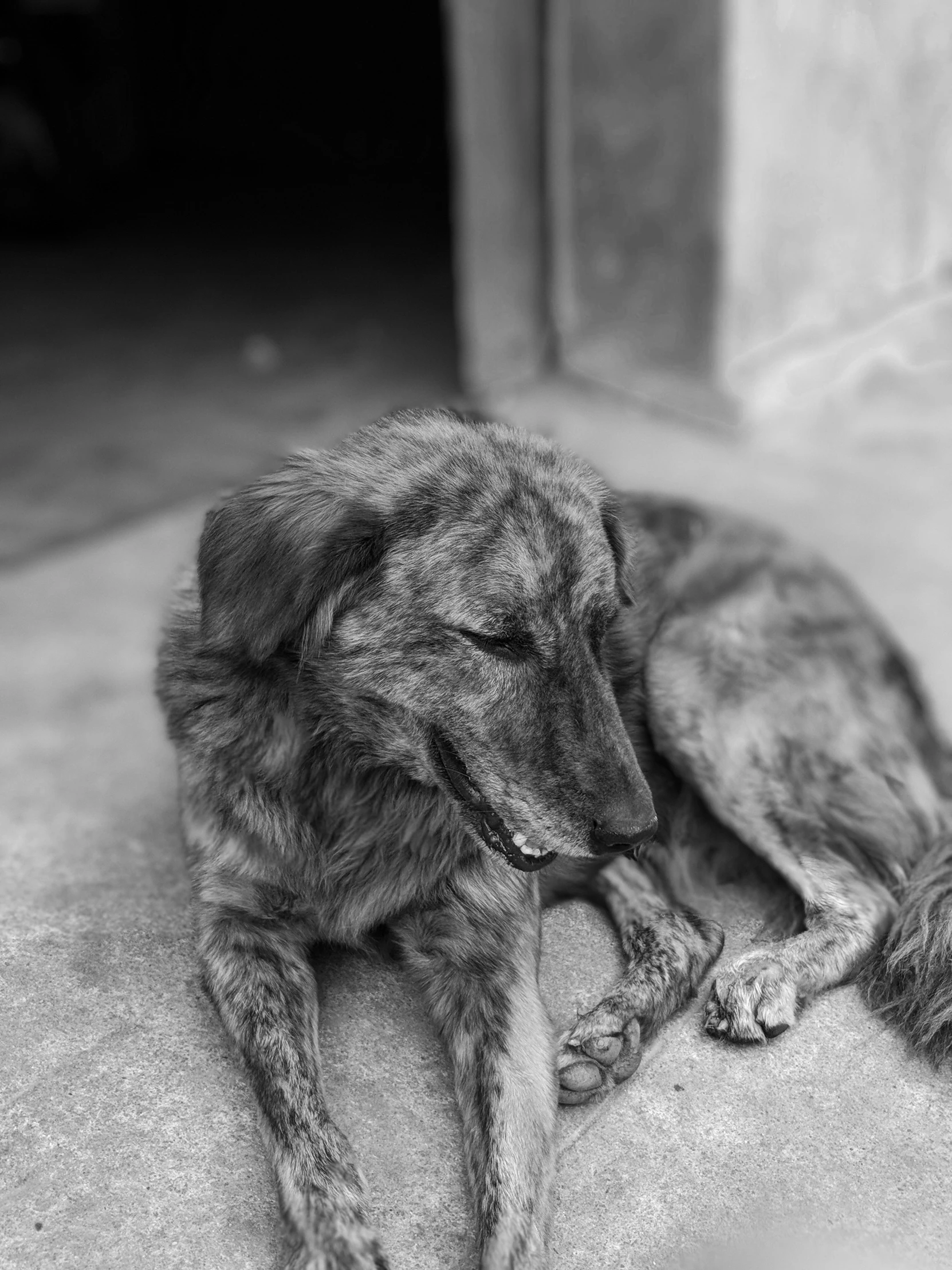 a dog laying on the floor alone