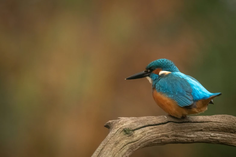 a blue bird sitting on top of a nch