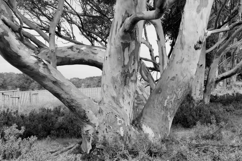 black and white pograph of trees near each other