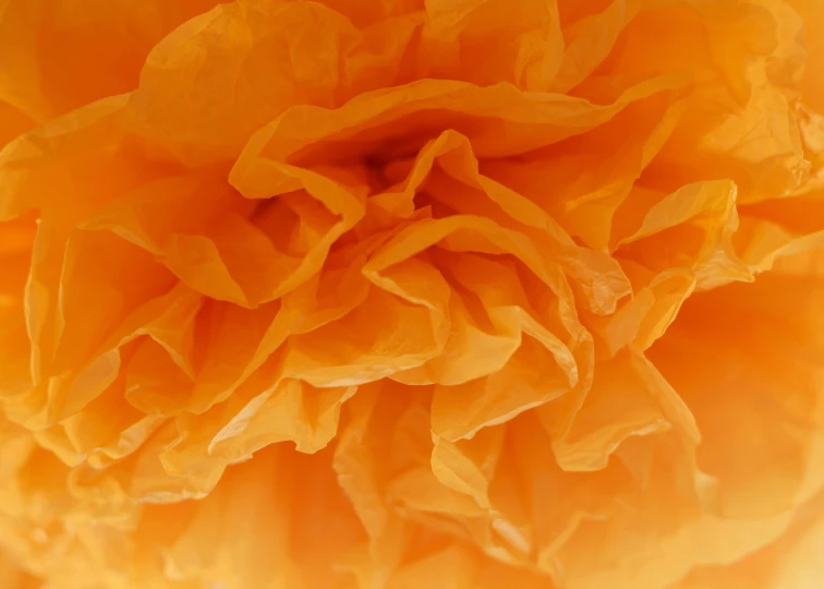 closeup image of yellow flower petals