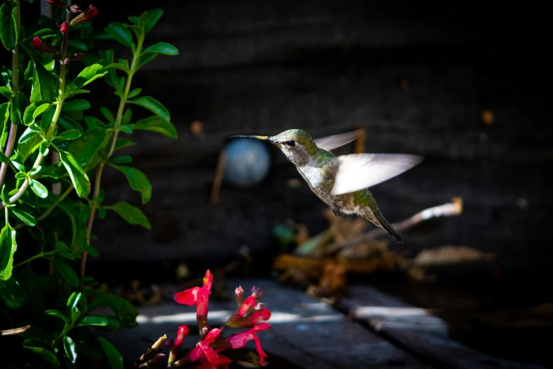a hummingbird flying towards a flower in the garden