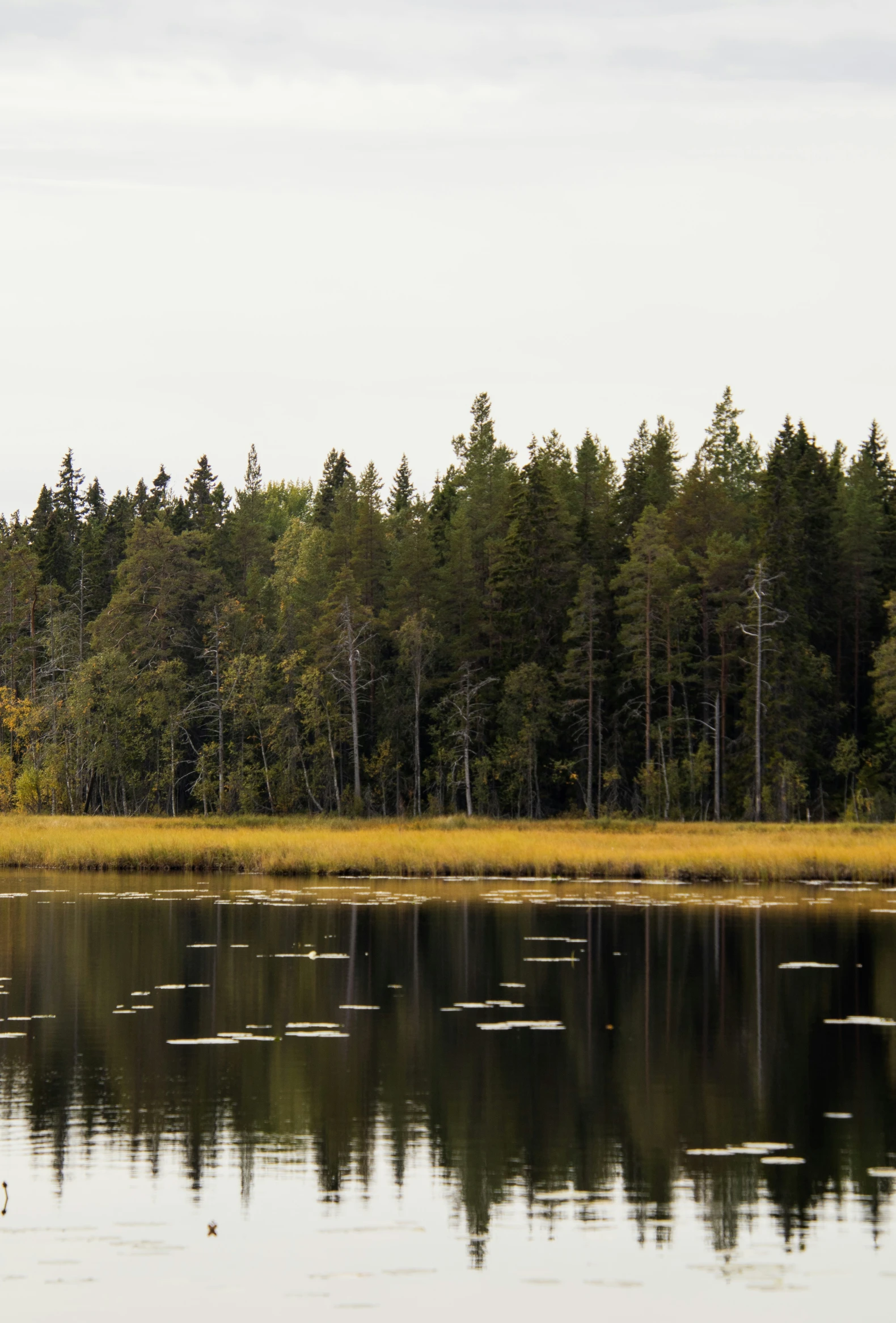 several birds are flying over a small lake