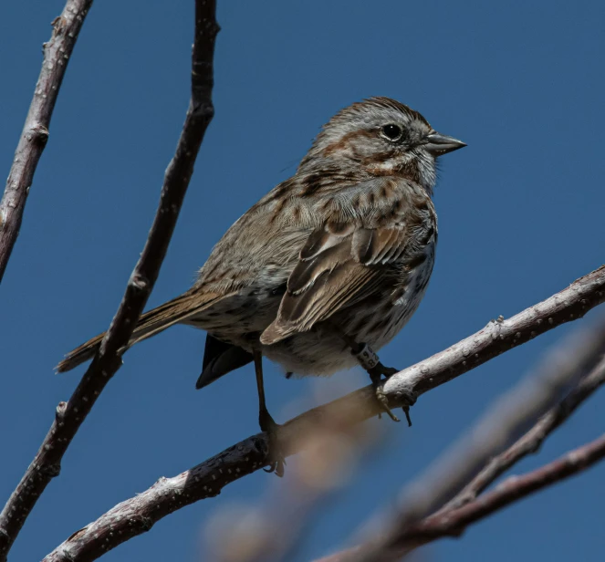 a close up of a bird perched on a tree nch