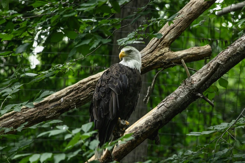 an eagle perched on a nch in the woods