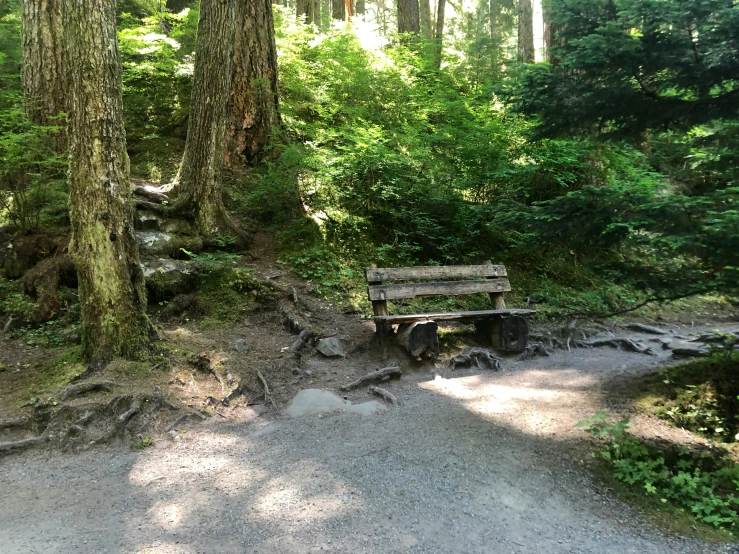 an old bench surrounded by trees in the woods