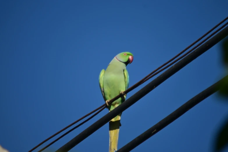 there is a green parrot perched on a wire