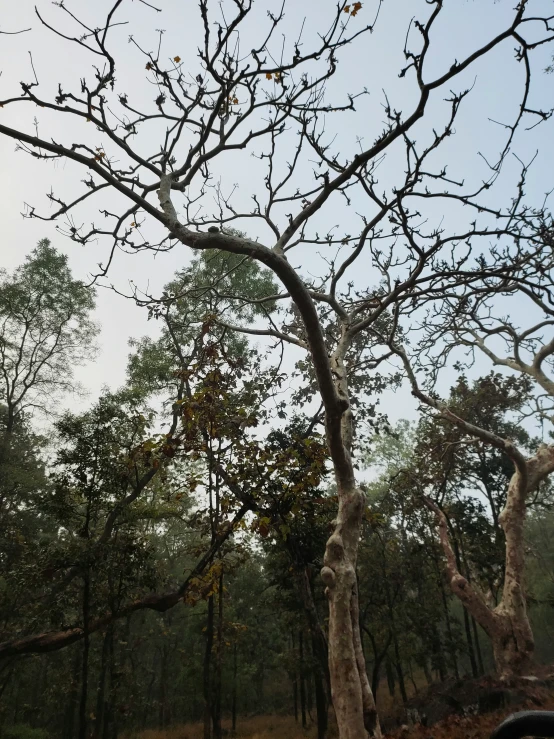 the bare nches of trees are on the ground