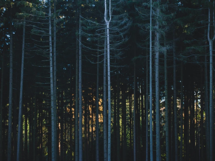 a bunch of trees in a forest on a sunny day