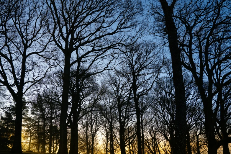 a view of several trees with their tops down