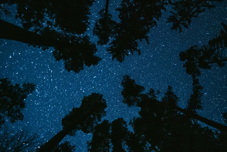 night sky with stars and the silhouette of trees in silhouette