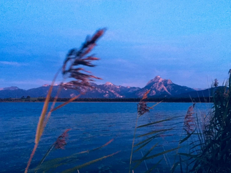 a blue lake with tall grass in front of a mountain range
