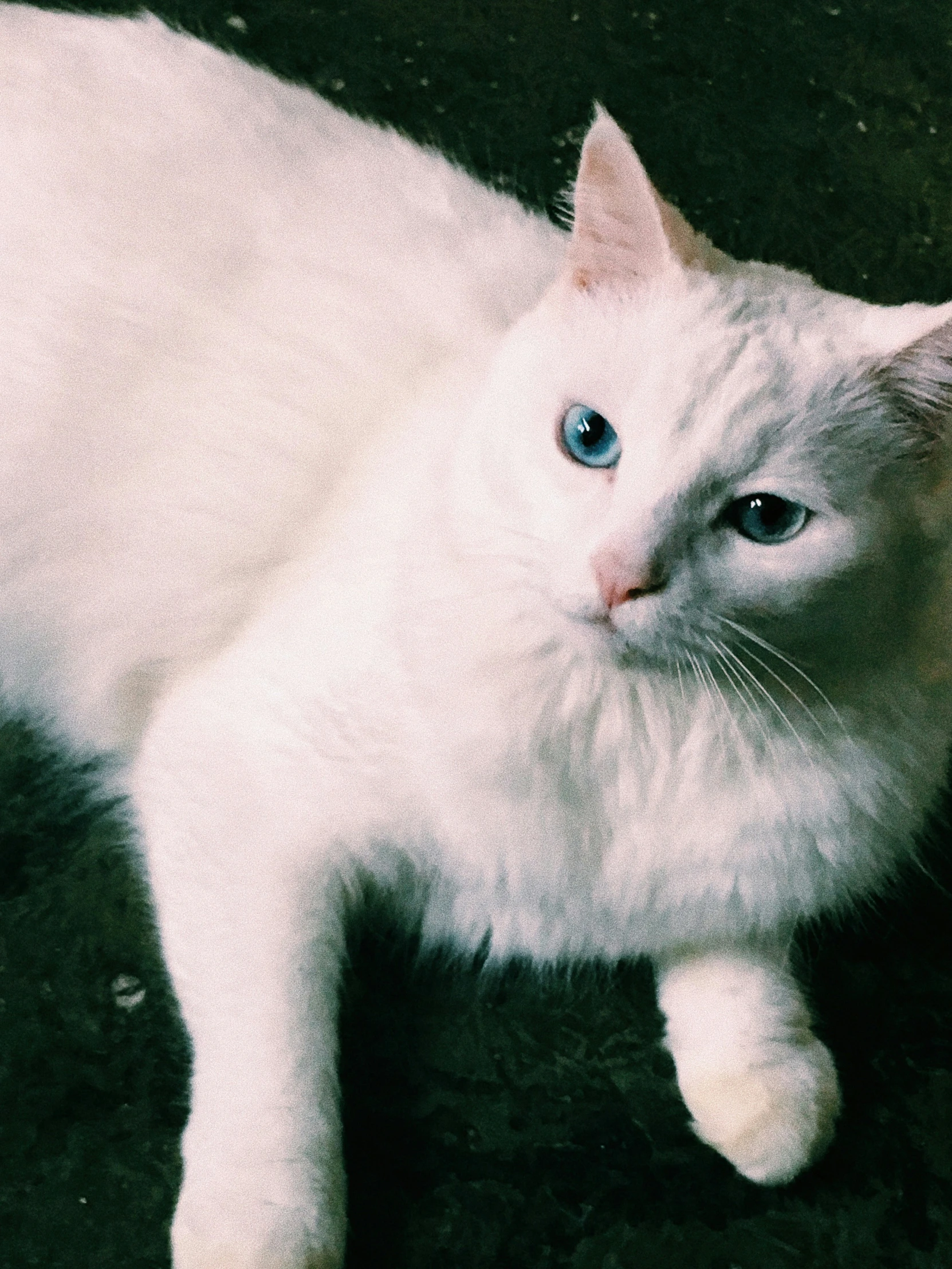 the white cat is sitting with a white background