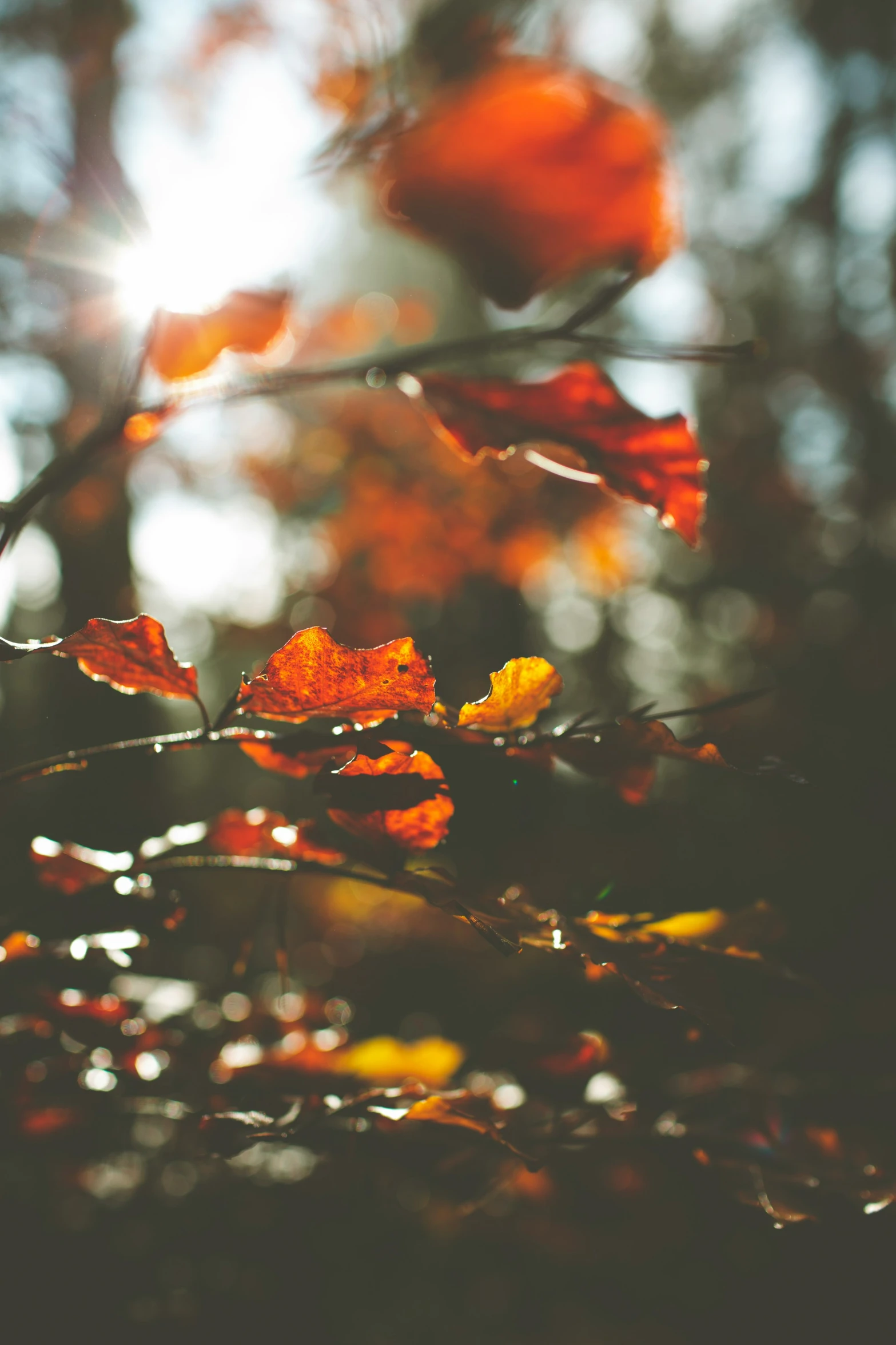 orange and yellow leaves sitting on top of a tree