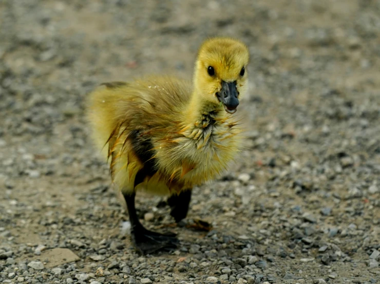 a baby yellow duck is on rocks near the water