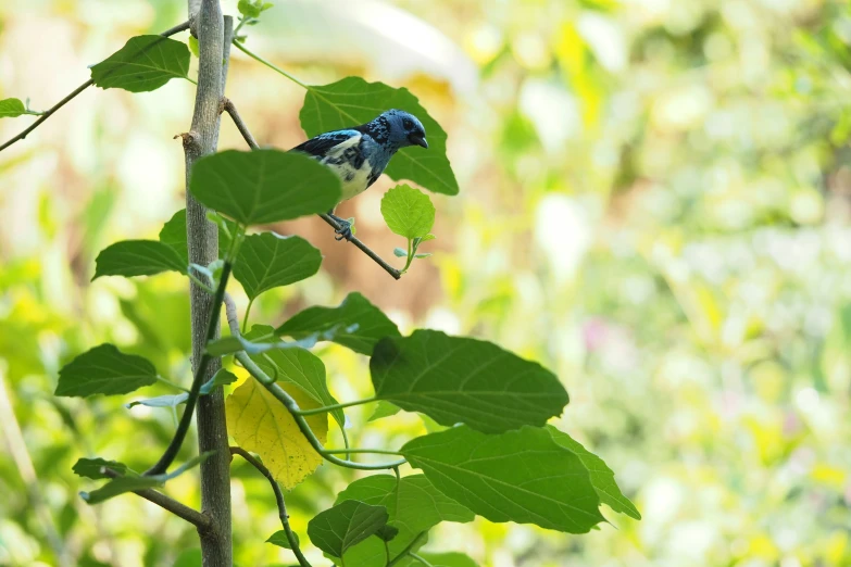 a small bird perched on top of a tree nch