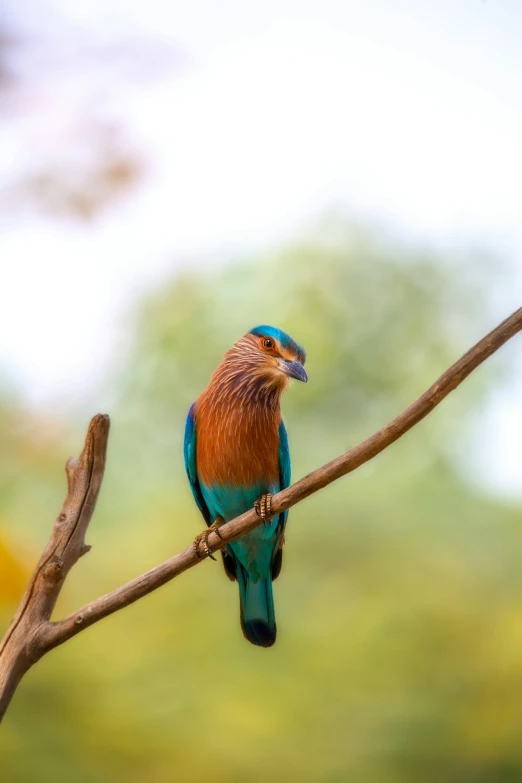 a bird sits on a nch in front of the camera