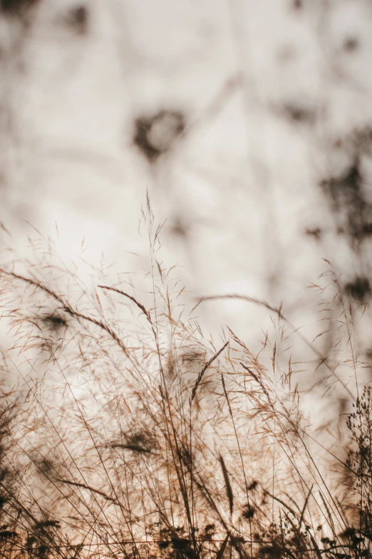 the tall grass looks like it is coming down from a hill