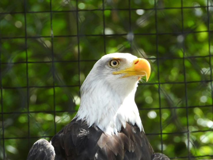 an eagle standing behind a fence by some trees