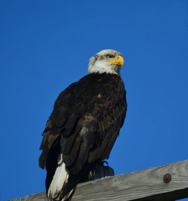 a large eagle sitting on a wooden post