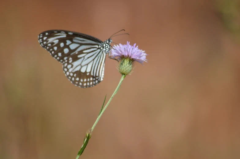 a white and brown erfly on a pink flower