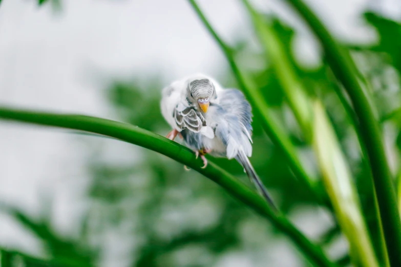 a bird perched on top of a green plant