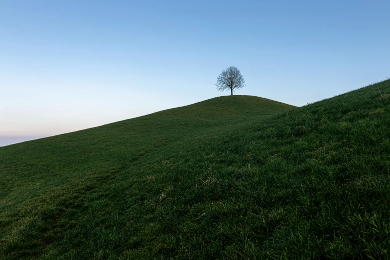 there is a lone tree at the top of a green hill