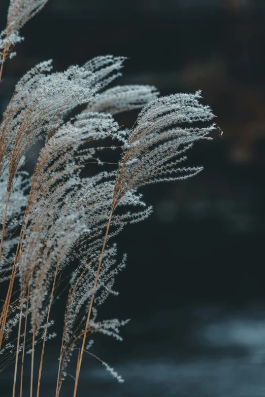 a close up of long grass with drops of water