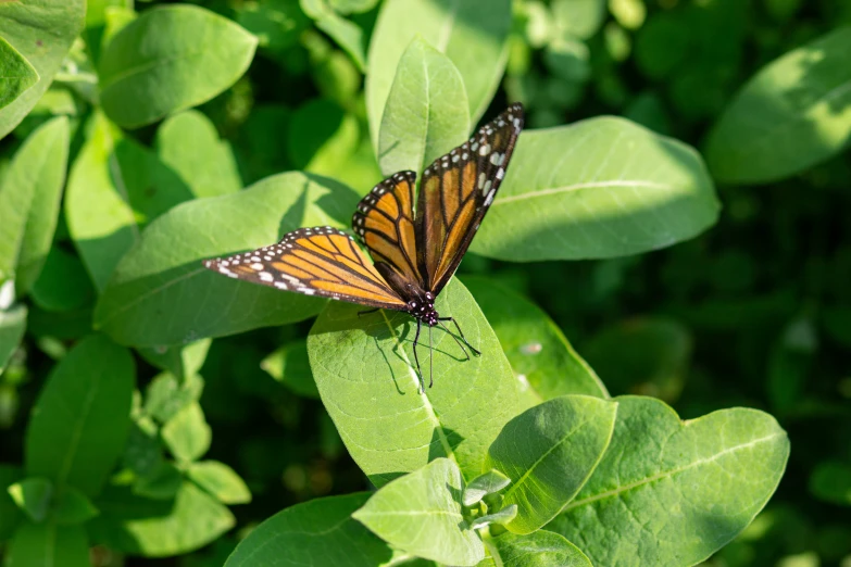 a single erfly sitting on a plant on top of it