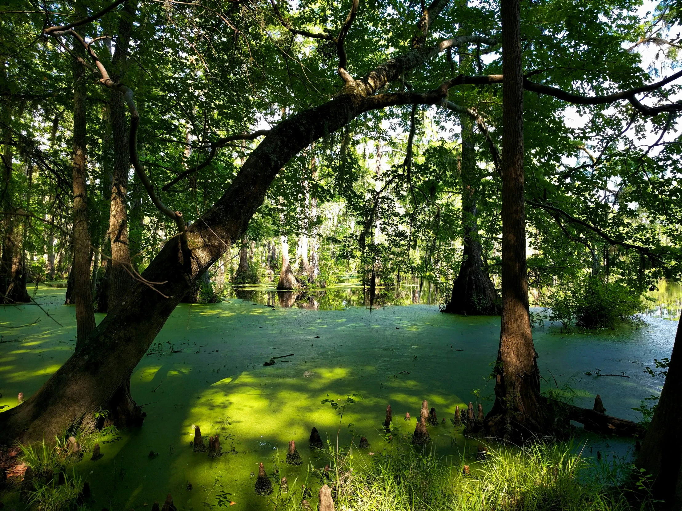 green vegetation covers the swamp with low water