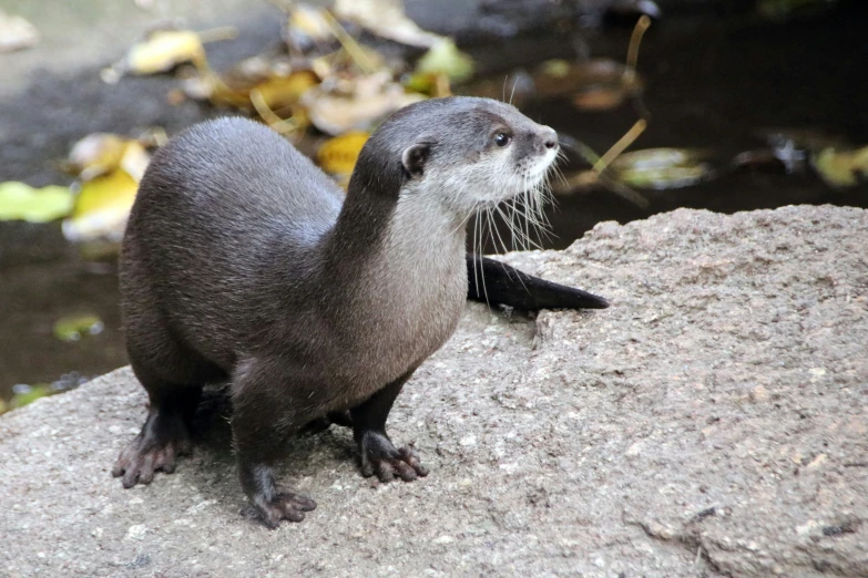 an otter looking up to the sky sitting on a rock