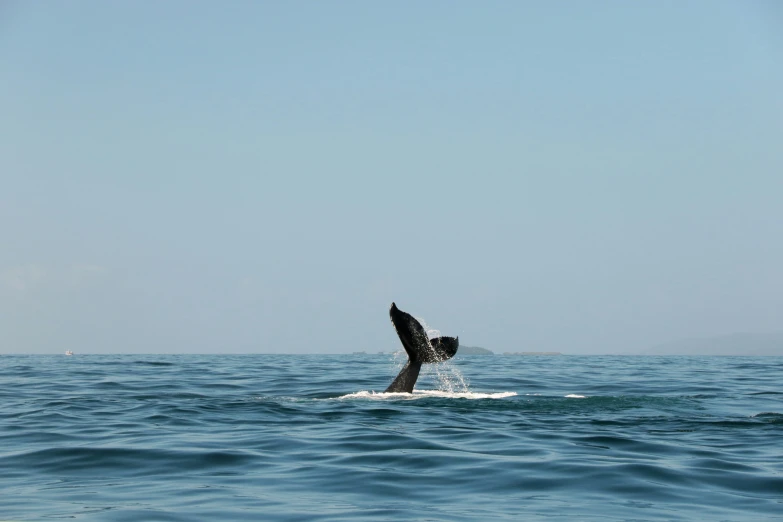 a seagull spreads its tail as it dives