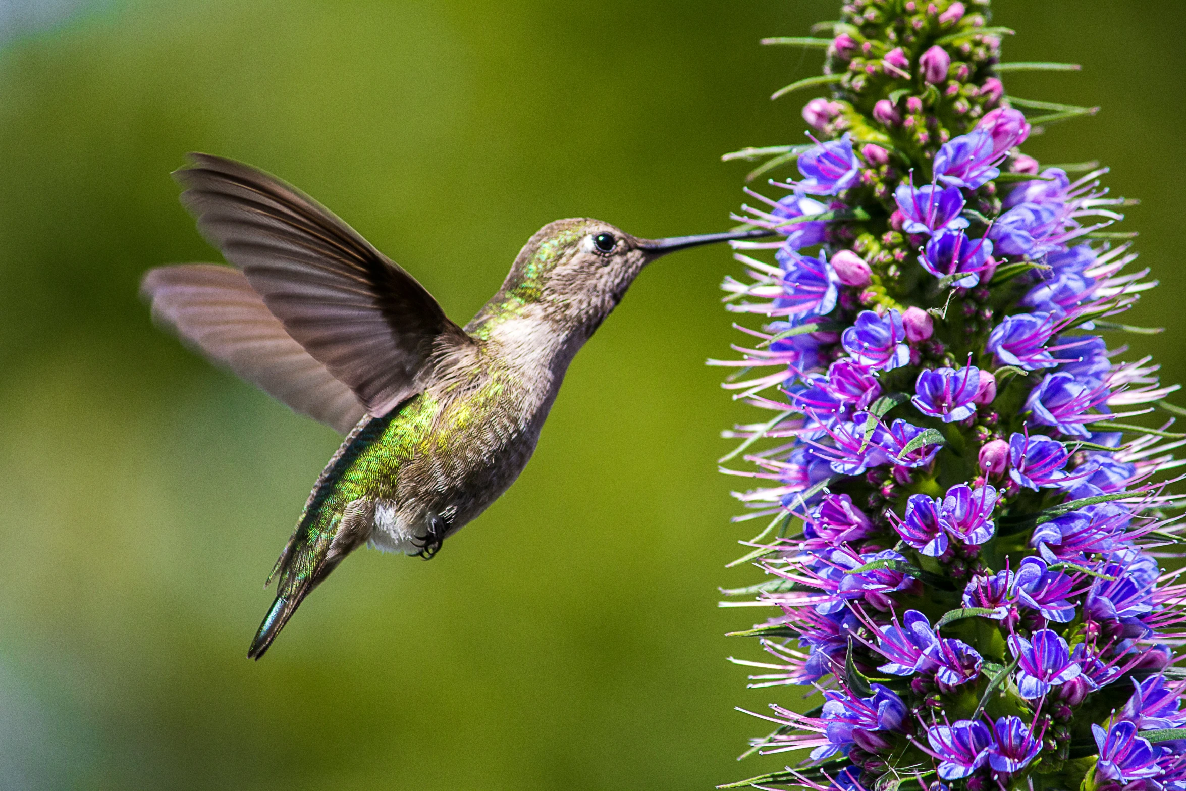 a hummingbird flying above purple flowers next to a green plant