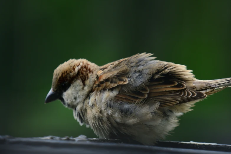 the bird is perched on the ledge outside