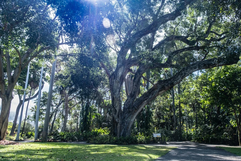 a path in a green park with large trees on both sides