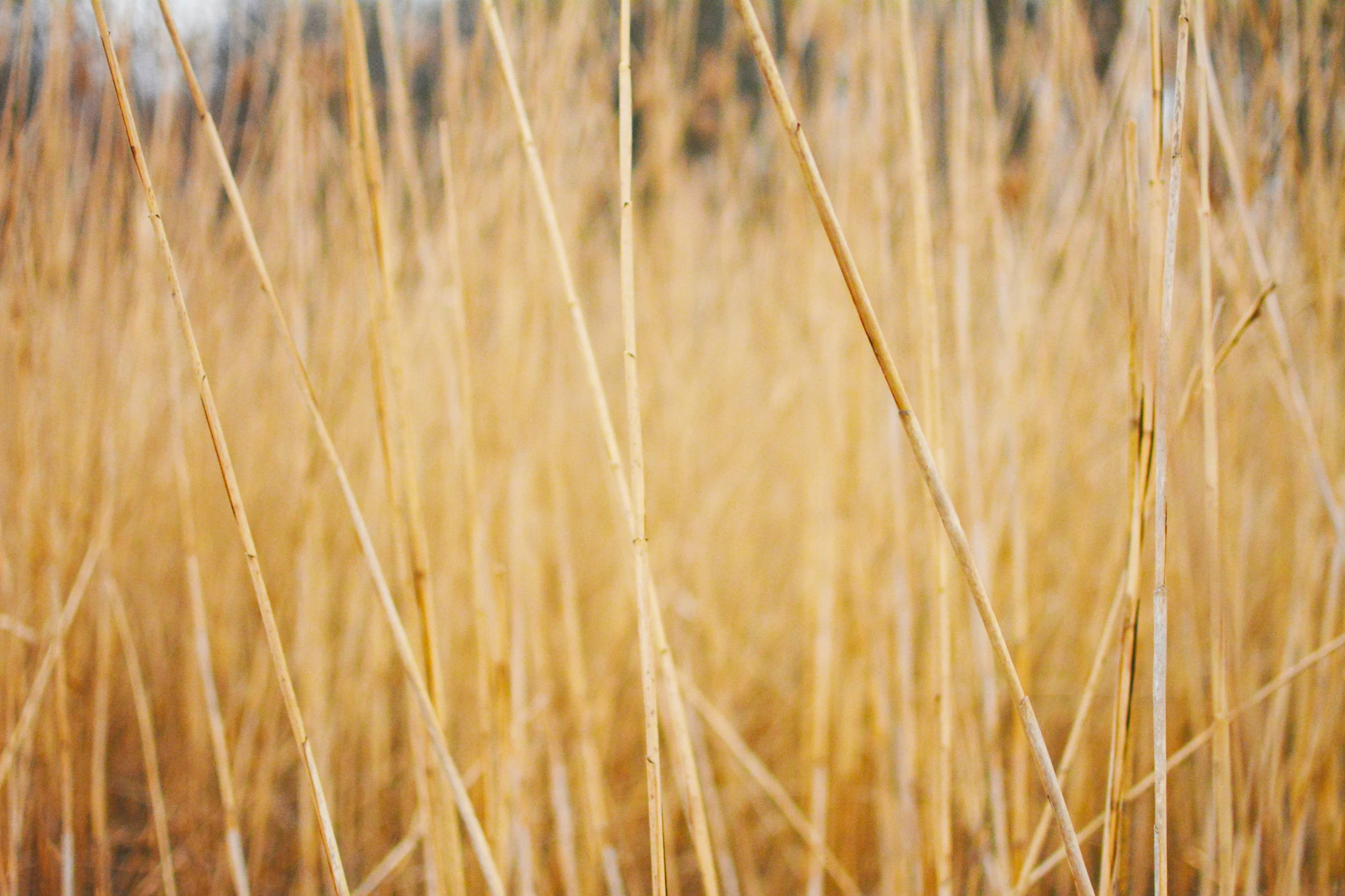 yellow flowers are growing in tall grass