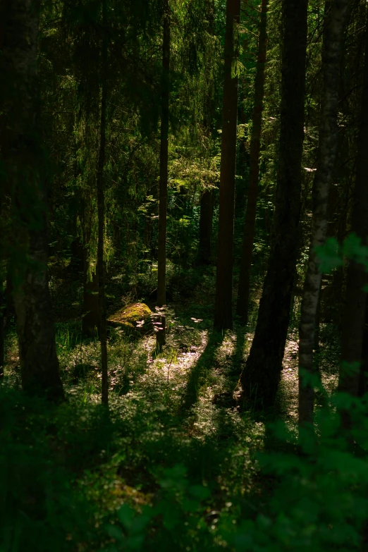 a forest with green plants, trees and shadows